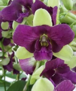 Blooming Size Dendrobium Mutate Purple Green Three Lips