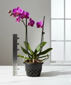 Alternative view of Set of 10 Extra Large Orchid Pots (BLACK)