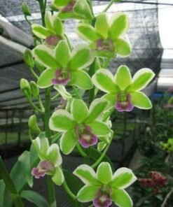 Ready to Flower Size Dendrobium Jade Variegated