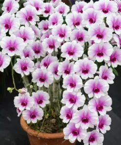 Mini Kaidao Compactum Seedling