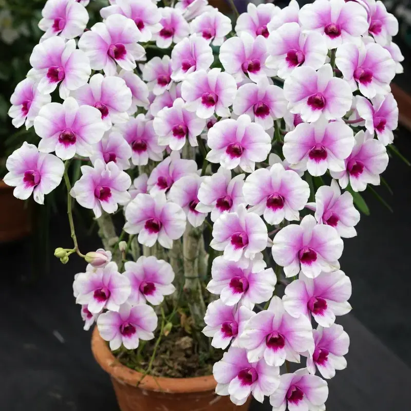 Mini Kaidao Compactum Seedling