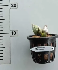 Alternative view of Catasetum Tenebrosum