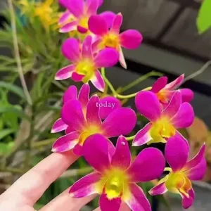 Morning Sun