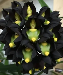 Catasetum Tenebrosum