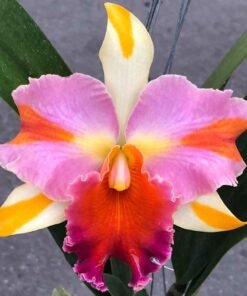 Amazing Thailand Cattleya Blooming Size