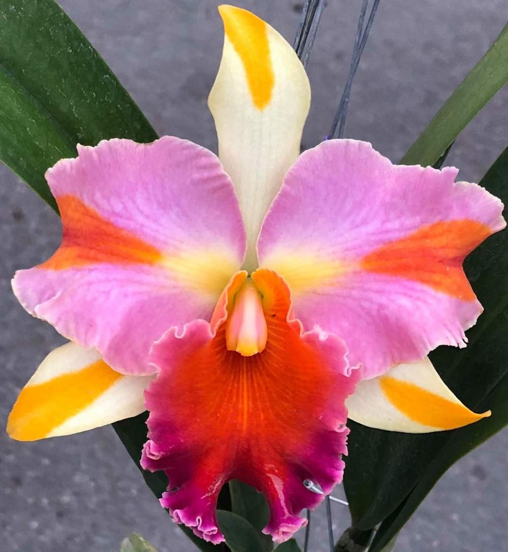 Buy Amazing Thailand Cattleya Orchids Online | Amazing Thailand