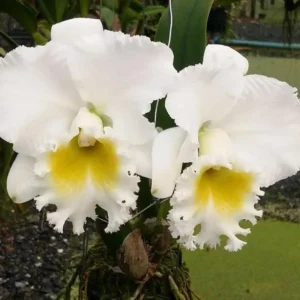 Platinum Charm Blooming Size
