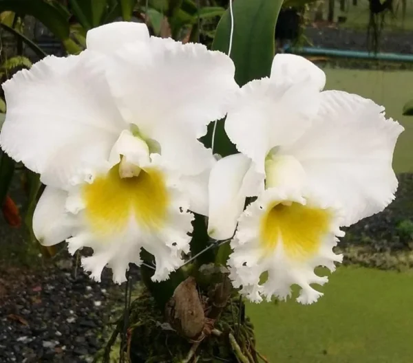 Platinum Charm Blooming Size