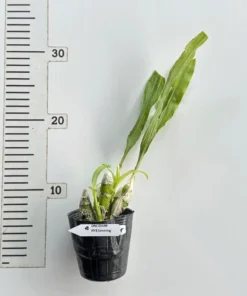 Alternative view of Chysis Limminghei Blooming Size