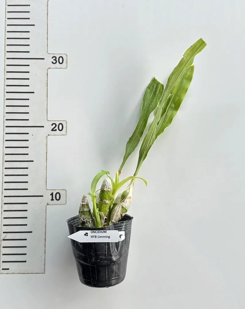 Chysis Limminghei Blooming Size - Image 2