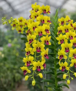 Matured Dendrobium Yellow Red Lip 298 with Flowers or Buds