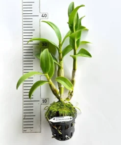 Alternative view of Ready to Flower Size Dendrobium Yellow Red Lip 298
