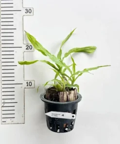 Alternative view of Chysis Limminghei Blooming Size