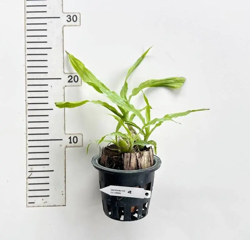 Chysis Limminghei Blooming Size - Image 2