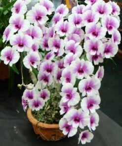 Mini Kaidao Compactum Blooming Size