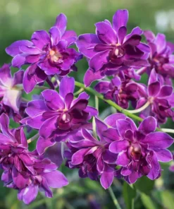 Rose Betty Blue Seedling