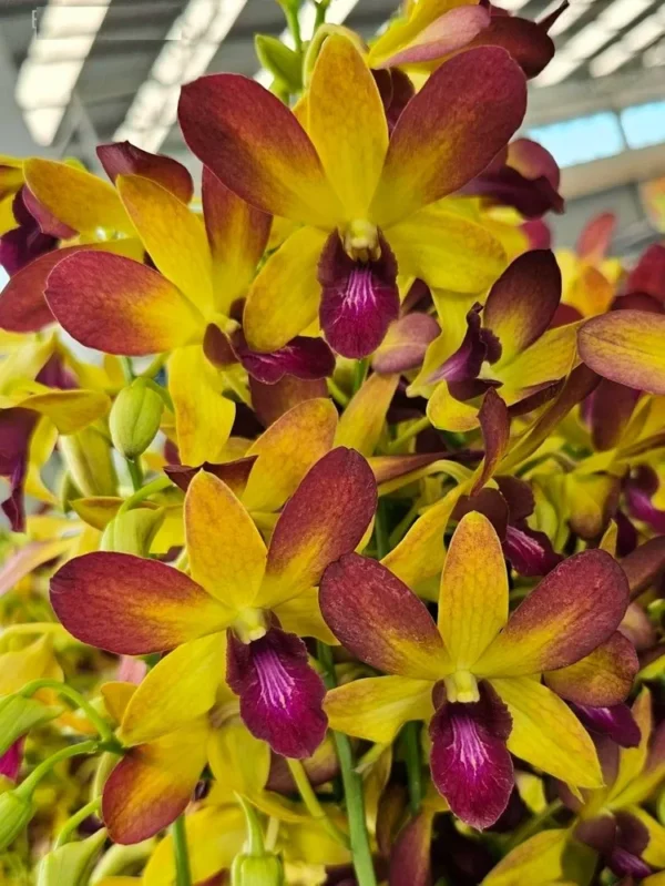 KGI Seedling