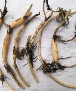 Alternative view of First Fall Micro Lotus Tuber