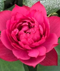 Drop Blood Lotus Tuber