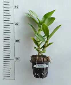 Alternative view of Laddawan Red Dendrobium Blooming Size
