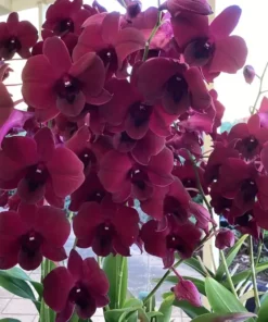 Laddawan Red Dendrobium Blooming Size