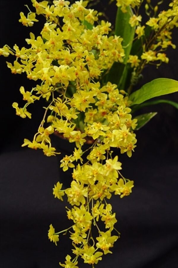 Twinkle Yellow Oncidium Pots and Petals