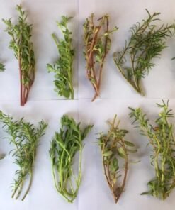 Alternative view of Portulaca Combo pack of 45 Cuttings (15 Colors)