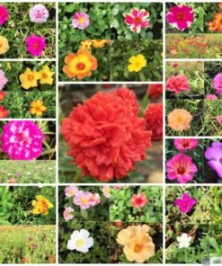 Portulaca Combo pack of 45 Cuttings (15 Colors)