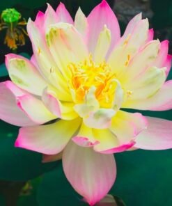 Dwarf Red Lovesick Bean Lotus