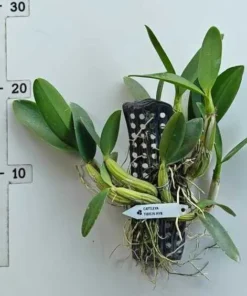 Alternative view of Schomburgkia Tibicinis Blooming Size - Mounted