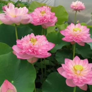 New Red Star Lotus