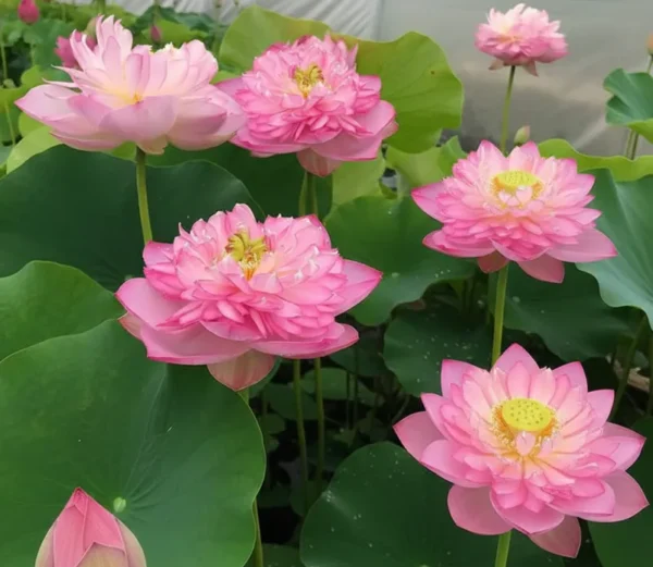 New Red Star Lotus