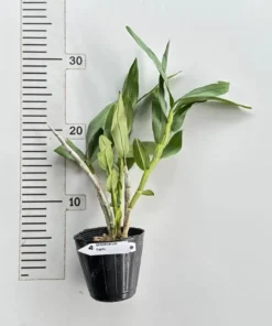 Alternative view of Dendrobium Capituliflorum (Brush Orchid)