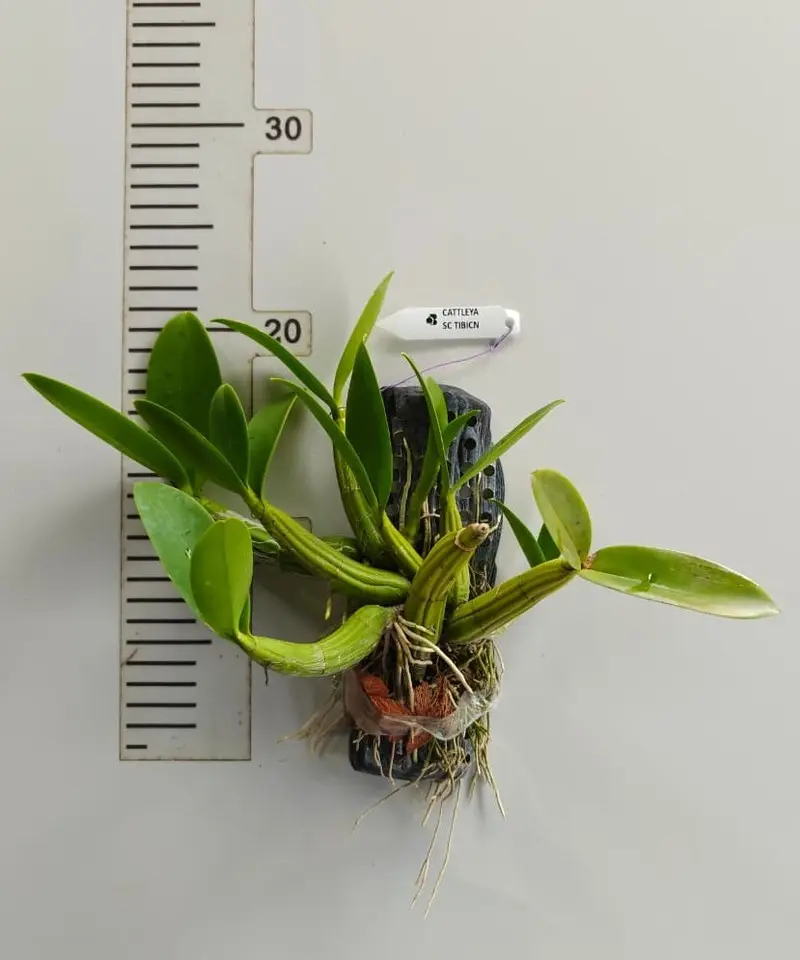 Schomburgkia Tibicinis Blooming Size - Mounted - Image 2