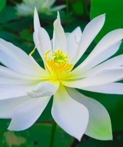 Foreigner lotus (White)