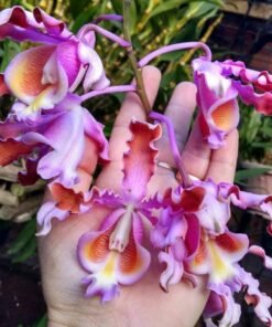 Schomburgkia Tibicinis Blooming Size - Mounted