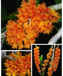 Blooming Size Dendrobium Bullenianum - Mounted