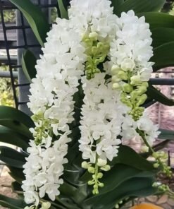 Rhynchostylis RG White Foxtail Blooming Size