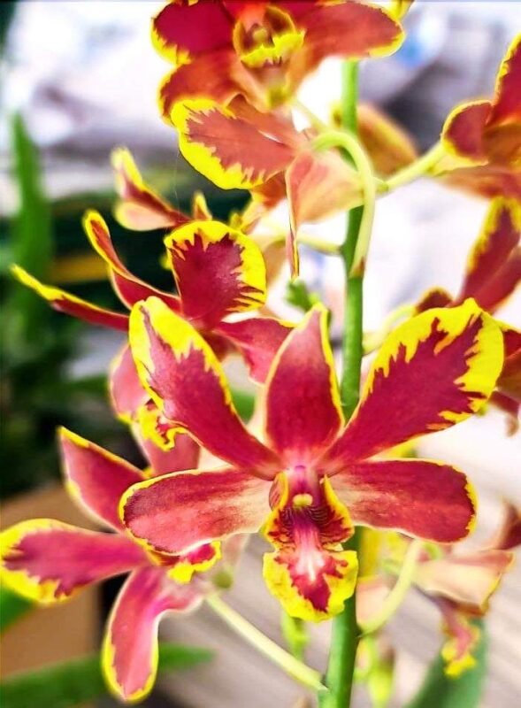 Buy Dendrobium brown splash Orchid plants Online Purchase Orchids