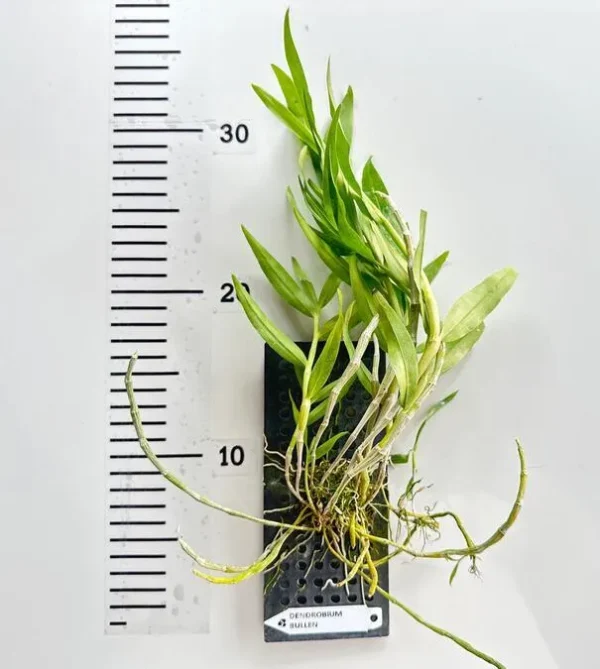 Dendrobium Bullenianum Blooming Size - Image 2