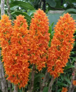 Blooming Size Dendrobium Bullenianum - Mounted