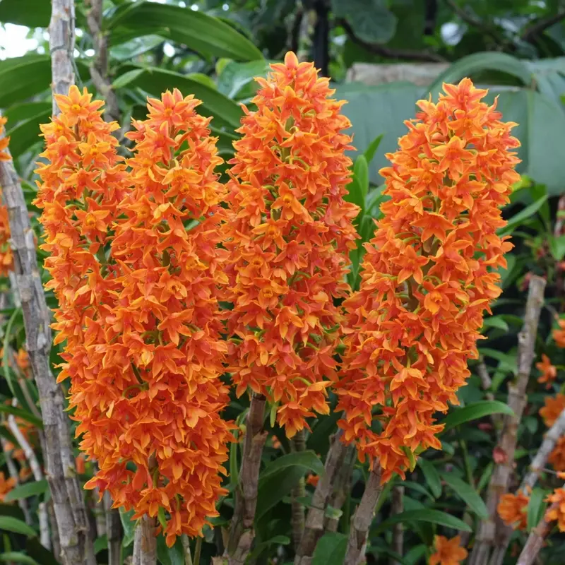 Blooming Size Dendrobium Bullenianum - Mounted