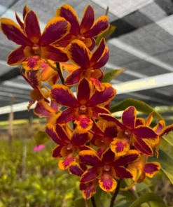 Brown Splash Ready to Flower Size (Fire Flame)