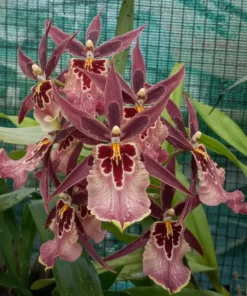 Sunday Best (Bushy Blooming Size)