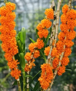 Blooming Size Dendrobium Bullenianum - Mounted