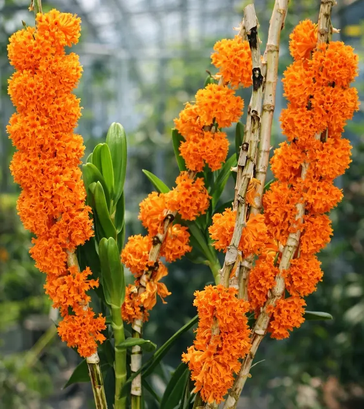 Blooming Size Dendrobium Bullenianum - Mounted