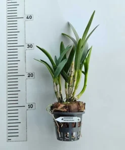 Alternative view of Brown Splash Ready to Flower Size (Fire Flame)