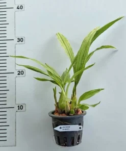 Alternative view of Dove Orchid (Peristeria) - Blooming Size