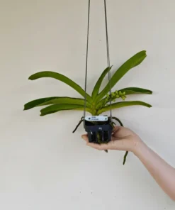 Alternative view of Matured Rhynchostylis Yellow Foxtail With Buds/Flowers