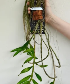 Alternative view of Blooming Size Dendrobium Bullenianum - Mounted